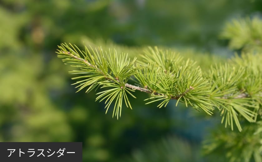 アトラスシダー