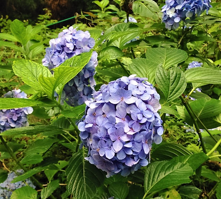 ６月といえば 紫陽花 京乃雪