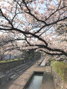 二条橋　桜