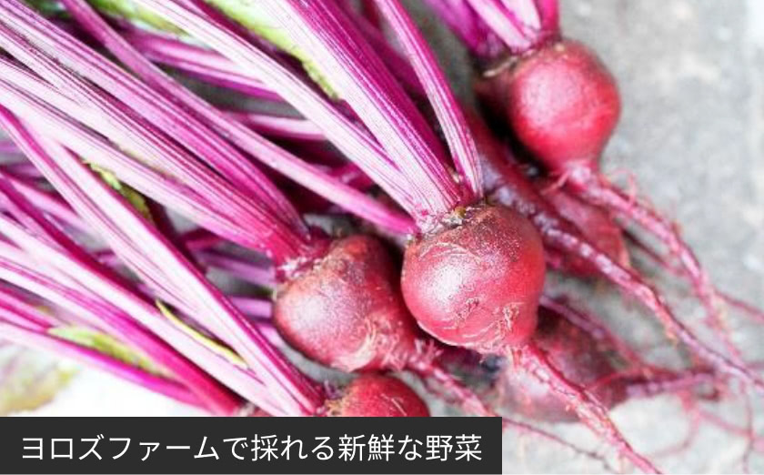 ヨロズファームで採れる新鮮な野菜
